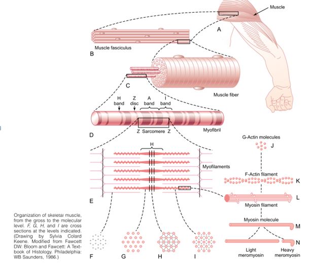 Commonly Repeated Questions – Physiology 1 - Medi Civils